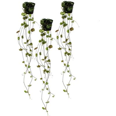 EXOTENHERZ - Ensemble de 3 plantes Ceropegia Woodii - Succulente, feuilles en forme de cœur - Publicité EXOTENHERZ - Ensemble de 3 plantes Ceropegia Woodii - Succulente, feuilles en forme de cœur - Publicité