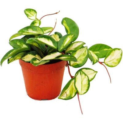 EXOTENHERZ Hoya carnosa tricolor - Plante suspendue d'intérieur - 12cm Pot - Publicité EXOTENHERZ Hoya carnosa tricolor - Plante suspendue d'intérieur - 12cm Pot - Publicité