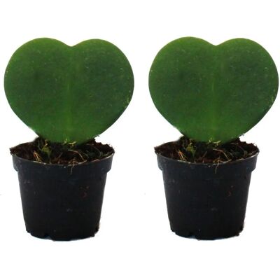 EXOTENHERZ Hoya kerii - Pack de 2 plantes à feuilles de cœur - Facile à entretenir - Publicité EXOTENHERZ Hoya kerii - Pack de 2 plantes à feuilles de cœur - Facile à entretenir - Publicité