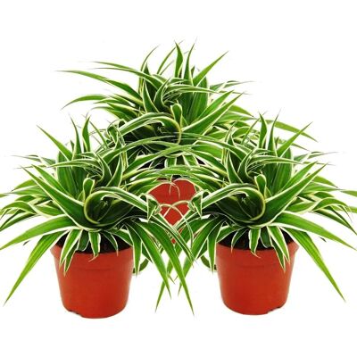 EXOTENHERZ Chlorophytum 12cm Ensemble de 3 - Plante - Publicité EXOTENHERZ Chlorophytum 12cm Ensemble de 3 - Plante - Publicité