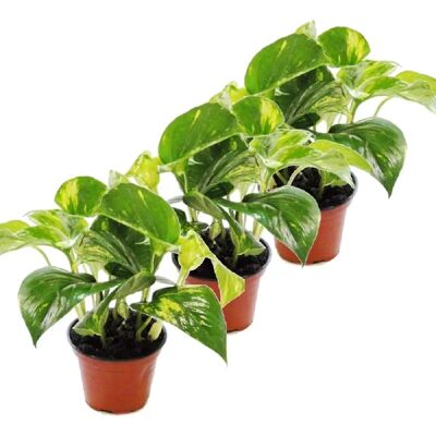Exotenherz - 3er Set Efeu - 12cm Topf - Zimmerpflanzen Exotenherz - 3er Set Efeu - 12cm Topf - Zimmerpflanzen