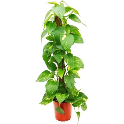 Exotenherz Epipremnum aureum - Hängender Korb - Pflanze Exotenherz Epipremnum aureum - Hängender Korb - Pflanze