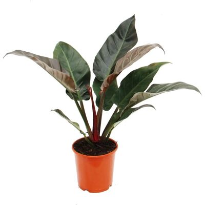 EXOTENHERZ Imperial Red Philodendron - Luftreinigende Pflanze EXOTENHERZ Imperial Red Philodendron - Luftreinigende Pflanze
