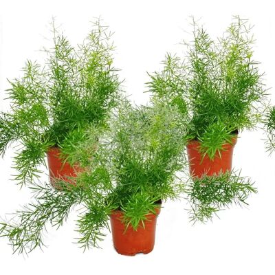 EXOTENHERZ Sprengeri Pflanze - Pflegeleicht, Innen/Außen, 12cm Topf EXOTENHERZ Sprengeri Pflanze - Pflegeleicht, Innen/Außen, 12cm Topf