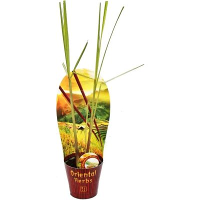 EXOTENHERZ Citronnelle - Herbe fraîche, pot 12cm, Sri Lanka - Publicité EXOTENHERZ Citronnelle - Herbe fraîche, pot 12cm, Sri Lanka - Publicité