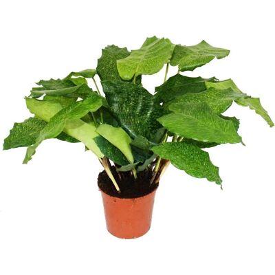 EXOTENHERZ Calathea musaica "Network" - 14cm Topf - ca. 40cm Höhe EXOTENHERZ Calathea musaica "Network" - 14cm Topf - ca. 40cm Höhe