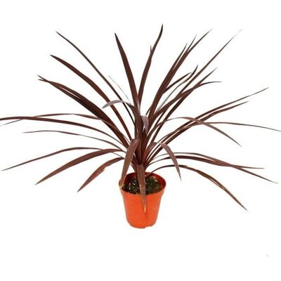 EXOTENHERZ Cordyline australis - Rouge - Pot 12cm - 50cm hauteur - Publicité EXOTENHERZ Cordyline australis - Rouge - Pot 12cm - 50cm hauteur - Publicité