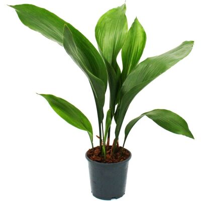 Exotenherz Aspidistra elatior - Zimmerpflanze - 15cm Topf Exotenherz Aspidistra elatior - Zimmerpflanze - 15cm Topf