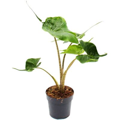 EXOTENHERZ - Alocasia macrorrhiza Stingray - Plant EXOTENHERZ - Alocasia macrorrhiza Stingray - Plant