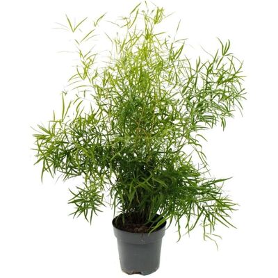 EXOTENHERZ - Asperge falcatus - Plante ornementale verte - Pot 17cm - Facile à entretenir - Publicité EXOTENHERZ - Asperge falcatus - Plante ornementale verte - Pot 17cm - Facile à entretenir - Publicité