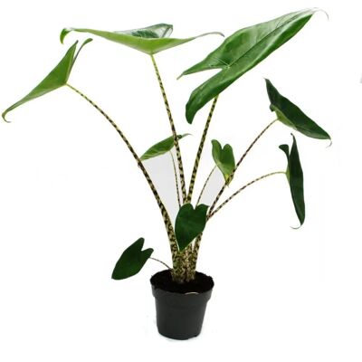 EXOTENHERZ Alocasia zebrina - Feuille de flèche de tigre - Pot 14cm - 35-45cm hauteur - Publicité EXOTENHERZ Alocasia zebrina - Feuille de flèche de tigre - Pot 14cm - 35-45cm hauteur - Publicité