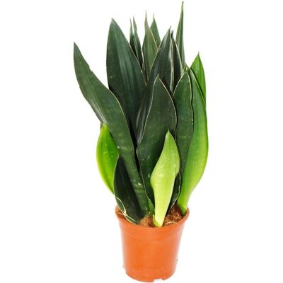 EXOTENHERZ Sansevieria Black Diamond - Dunkle Zimmerpflanze - 50cm EXOTENHERZ Sansevieria Black Diamond - Dunkle Zimmerpflanze - 50cm