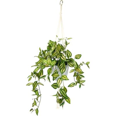 I.GE.A. Tradeskantie Plante Artificielle - Vert/Rouge - Décor Intérieur/Extérieur I.GE.A. Tradeskantie Plante Artificielle - Vert/Rouge - Décor Intérieur/Extérieur