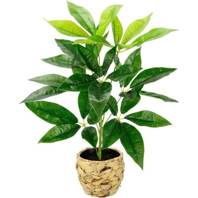 Sztuczne drzewo Schefflera - Zielony - 30x48x30 cm - Wnętrzowa Dekoracja Sztuczne drzewo Schefflera - Zielony - 30x48x30 cm - Wnętrzowa Dekoracja
