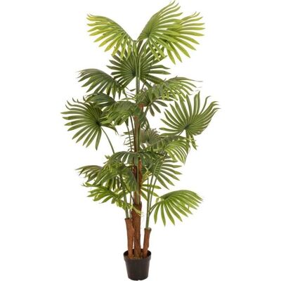 EUROPALMS Fächerpalme - Tropische Dekoration - 165cm EUROPALMS Fächerpalme - Tropische Dekoration - 165cm