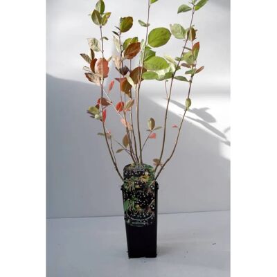 PFLANZENHANDEL H. LÜERS - Aronia melanocarpa Viking - 45 cm - Plant PFLANZENHANDEL H. LÜERS - Aronia melanocarpa Viking - 45 cm - Plant