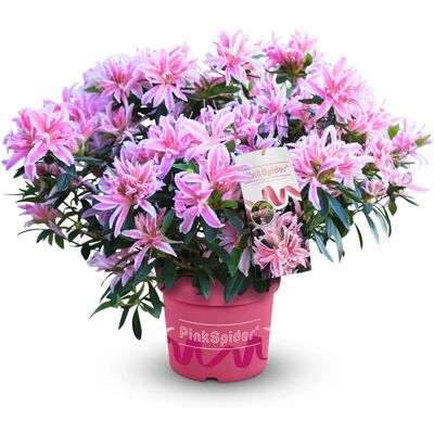 PFLANZENHANDEL H. LÜERS GMBH & CO.KG - Pink Spider - 20-30 cm - 17 cm Topf - Pflanze PFLANZENHANDEL H. LÜERS GMBH & CO.KG - Pink Spider - 20-30 cm - 17 cm Topf - Pflanze