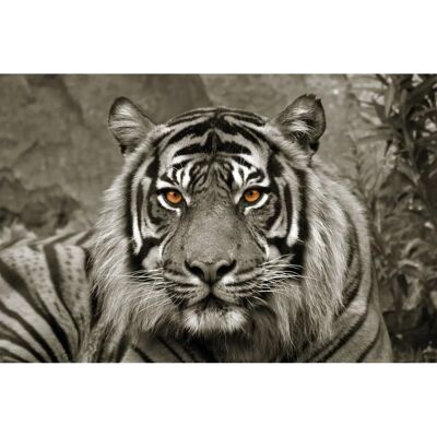 BÖNNINGHOFF Tiger Leinwandbild - 118x78 cm - Grau BÖNNINGHOFF Tiger Leinwandbild - 118x78 cm - Grau