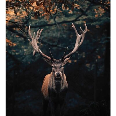 BÖNNINGHOFF Leinwandbild - Hirsch, schwarz, 118x140cm - Leinwandbild BÖNNINGHOFF Leinwandbild - Hirsch, schwarz, 118x140cm - Leinwandbild