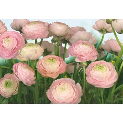 KOMAR Gentle Rosé Tapeta - Květiny, 8 Rolí KOMAR Gentle Rosé Tapeta - Květiny, 8 Rolí