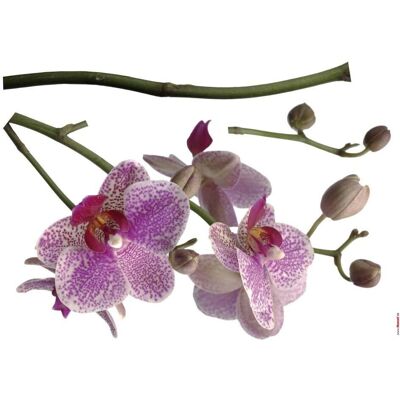 KOMAR Orchidee Wandtattoo - Orchideen - 100x70/100x70/100x100 cm - Wandtattoo Dekor KOMAR Orchidee Wandtattoo - Orchideen - 100x70/100x70/100x100 cm - Wandtattoo Dekor