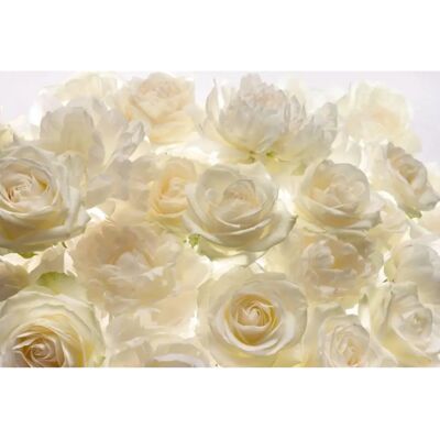 Komar Shalimar Blumen Tapete - 368x248 cm Komar Shalimar Blumen Tapete - 368x248 cm