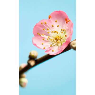 KOMAR Peach Blossom Wandtapete - Natürliche Natur Dekor KOMAR Peach Blossom Wandtapete - Natürliche Natur Dekor
