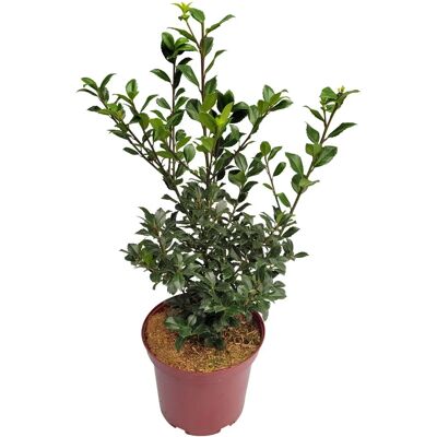 Pflanzen-Kölle - Ilex meserveae 'Heckenstar' - 40-50 cm - 5 L - Plant Pflanzen-Kölle - Ilex meserveae 'Heckenstar' - 40-50 cm - 5 L - Plant