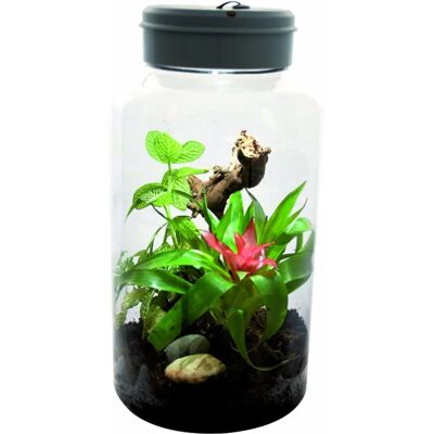 Lucky Reptile Insect-Tarrium 5L - Robustes PET - 15x15x25 cm Lucky Reptile Insect-Tarrium 5L - Robustes PET - 15x15x25 cm