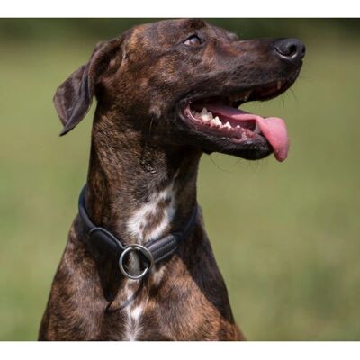 Kieffer Schwarzes Ultraweiches Hundehalsband - Hundehalsband Kieffer Schwarzes Ultraweiches Hundehalsband - Hundehalsband