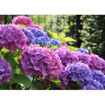 PAPERMOON Hydrangea Macrophylla Wandtapete - Blumen Dekoration PAPERMOON Hydrangea Macrophylla Wandtapete - Blumen Dekoration
