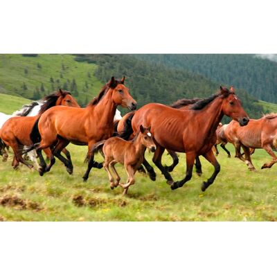 PAPERMOON Wild Horses Fototapete - Tapete PAPERMOON Wild Horses Fototapete - Tapete