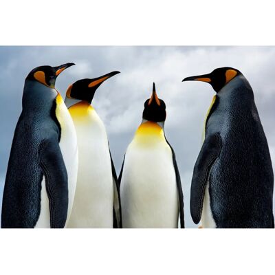PAPERMOON King Pinguins Bunte Vliestapete - Wanddekor PAPERMOON King Pinguins Bunte Vliestapete - Wanddekor