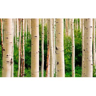PAPERMOON Aspen Woods in Summer - Vlies Tapete 7 Bahnen PAPERMOON Aspen Woods in Summer - Vlies Tapete 7 Bahnen