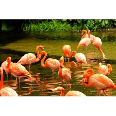 PAPERMOON Pink Flamingos Fototapete - Bunt Wandtapete PAPERMOON Pink Flamingos Fototapete - Bunt Wandtapete