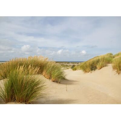 PAPERMOON Dunes Grass Tapete - Wandbelag PAPERMOON Dunes Grass Tapete - Wandbelag