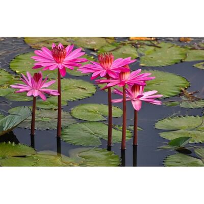 PAPERMOON Pink Rosa Lotus Wandbild - Wandbild PAPERMOON Pink Rosa Lotus Wandbild - Wandbild