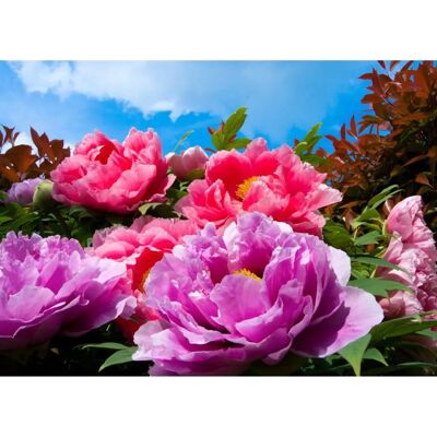 PAPERMOON TropicalPeonies Tapete - Wanddekoration PAPERMOON TropicalPeonies Tapete - Wanddekoration