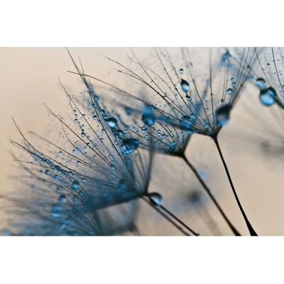 PAPERMOON Abstract Dandelions Tapete - 6 Bahnen, 3x2,23m PAPERMOON Abstract Dandelions Tapete - 6 Bahnen, 3x2,23m