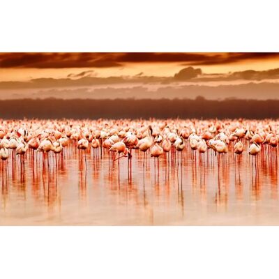 PAPERMOON Afrikanische Flamingos Tapete - Wanddekoration PAPERMOON Afrikanische Flamingos Tapete - Wanddekoration