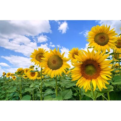 PAPERMOON Sonnenblumen Wandtapete - 4x2,6 m PAPERMOON Sonnenblumen Wandtapete - 4x2,6 m