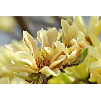 PAPERMOON Schmetterlinge Magnolie Fototapete - Vliestapete PAPERMOON Schmetterlinge Magnolie Fototapete - Vliestapete