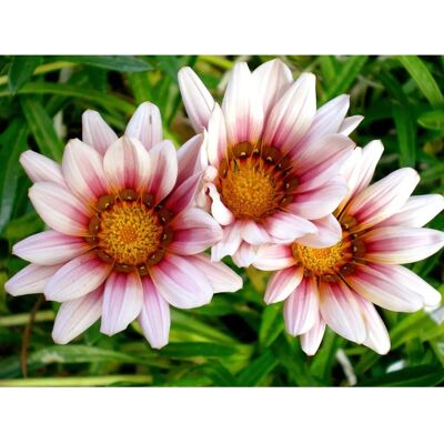 PAPERMOON Afrikanische Gazania Blumen Tapeten - Wall Paper PAPERMOON Afrikanische Gazania Blumen Tapeten - Wall Paper