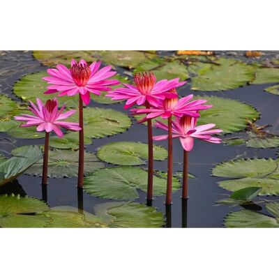 PAPERMOON Pink Rosa Lotus Fototapete - Tapete PAPERMOON Pink Rosa Lotus Fototapete - Tapete