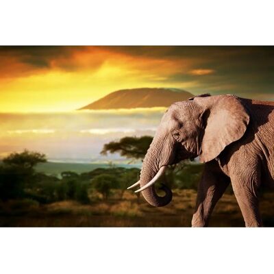 PAPERMOON Elefant von Kilimanjaro Wandbild - Bunt PAPERMOON Elefant von Kilimanjaro Wandbild - Bunt