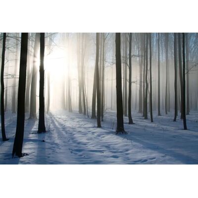 PAPERMOON Nebel Winter Wald - Tapete - 10 Bahnen - 5m x 2,8m PAPERMOON Nebel Winter Wald - Tapete - 10 Bahnen - 5m x 2,8m