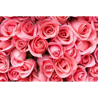 PAPERMOON Pink Rose Flowers Tapete - Vlies, 5m x 2.8m - Tapete PAPERMOON Pink Rose Flowers Tapete - Vlies, 5m x 2.8m - Tapete
