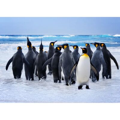 PAPERMOON King Penguins Fototapete - Bunt, 5m x 2,8m PAPERMOON King Penguins Fototapete - Bunt, 5m x 2,8m