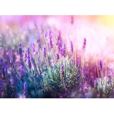 PAPERMOON Lavendel Feld Tapete - 5m x 2,8m, 10 Bahnen, bunt - Tapeten PAPERMOON Lavendel Feld Tapete - 5m x 2,8m, 10 Bahnen, bunt - Tapeten