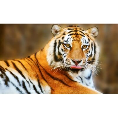 PAPERMOON Ruhender Tiger Tapete - Tapete PAPERMOON Ruhender Tiger Tapete - Tapete